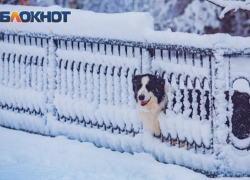 Снег с дождем надвигаются на Ростовскую область  