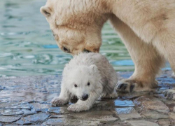 После трагедии в Екатеринбурге посетителей ростовского зоопарка попросили не кормить животных