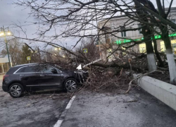Дерево рухнуло на автомобиль туристов из Ростова у Вознесенского собора в Новочеркасске