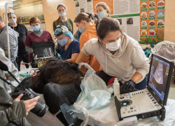 Стоматологи из Москвы вылечили зубки животным ростовского зоопарка