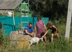 В Ростовской области спасатели достали козленка из 10-метрового колодца