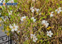 В Ростове-на-Дону вновь ожидается жара до 26 градусов