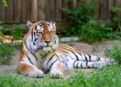 В ростовском зоопарке рассказали интересную историю жизни тигра Устина, переплывшего Амур