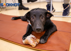Кинологи рассказали ростовчанам о причинах отказа собаки от еды