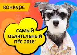 Объявляем о начале конкурса "Самый обаятельный пёс-2018"