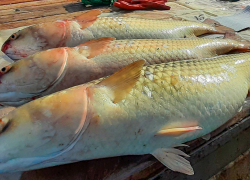 Запасы пиленгаса увеличились в Ростовской области на 26%