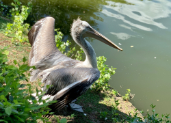 Спасенный год назад краснокнижный пеликан адаптировался в ростовском зоопарке 