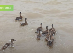 3000 уток-крякв выпустили в дикую природу в Ростовской области