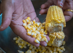 Проект донского завода по переработке кукурузы за 40 млрд рублей прошел экспертизу