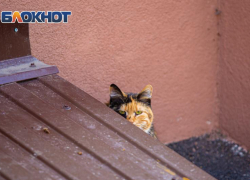 Дождливая погода ожидает ростовчан 31 марта