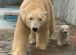 В ростовском зоопарке трехмесячный медвежонок вышел к посетителям