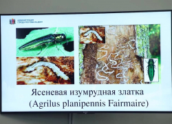 Депутаты против вредителей: в Ростове решается судьба 430 гектаров ясеней