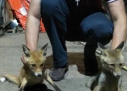 Ожидающих голодную смерть в глубокой яме двух пушистых лисичек спасли смелые парни из Ростова