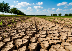 Незаконное разрытие плодородного слоя почвы выявили в Ростовской области  