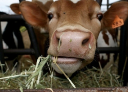 Пару лишних бутербродов с колбасой смогут позволить себе жители Ростова