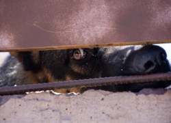 Стая бездомных собак едва не загрызла 7-летнюю девочку в Ростове 