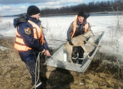 В Ростовской области спасатели вытащили утопающую косулю из реки