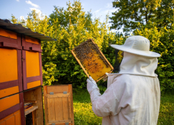 90% пчел погибли в районе Ростовской области из-за обработки полей неизвестным веществом 