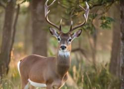 В Ростовской области запретят отстреливать косуль 