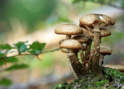 Несколько жителей Ростовской области отравились грибами в октябре 