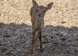 Длинноногий красавчик Артем Дзюба перешел на ростовскую травку