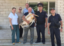 Краснокнижного пеликана с переломами крыла и ноги спасли в Ростове