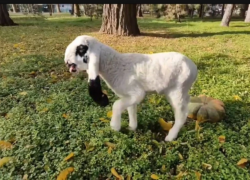 В Ростовском зоопарке лойские овцы впервые принесли четверых ягнят