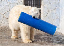 Белые медведи ростовского зоопарка отмечают свой праздник