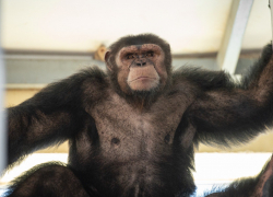 В ростовском зоопарке пройдут показательные кормления шимпанзе