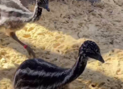 В Ростовском зоопарке подросли птенцы страуса эму