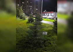 Засохшую ёлку Голубева в Белой Калитве всё-таки заменили на новую 