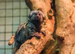 Прибавление в ростовском зоопарке: обезьяны-игрунки обзавелись потомством
