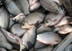 В Ростове уничтожили 20 кг живой рыбы сомнительного качества