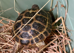 Две черепахи редкой особи переехали из Южного парка птиц «Малинки» в ростовский зоопарк 