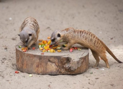 Веселые игры сурикатов из ростовского зоопарка попали на видео