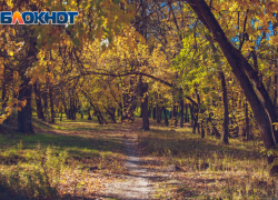 Более 15 млрд рублей не хватает на содержание лесополос в Ростовской области