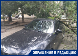 В Ростове упавшая ветка придавила женщину и помяла дорогую иномарку