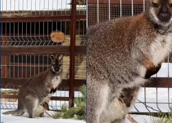 Кенгуренок из парка «Лога» начал выглядывать из маминой сумки 