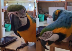 Попугай Лора из парка «Лога» исполнила новогодний танец под детскую песенку