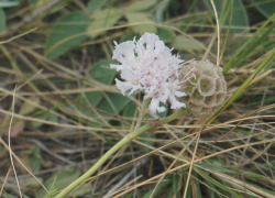 В Ростовской области можно встретить редкое декоративное растение скабиозу исетскую