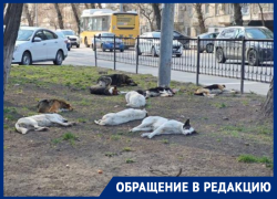В Ростове жители Нариманова ходят с электрошокерами от стаи бродячих собак