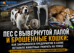 Пес с вывернутой лапой и брошенные кошки: как закрывшееся предприятие в Азове оставило животных умирать на улице