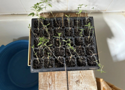 Пожилой дончанин держал плантацию конопли «для лечения» артрита и попался полиции