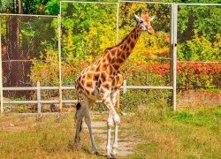 Для самки жирафа по имени Елизара из Ростовского зоопарка за 1,5 млн рублей отремонтируют дом
