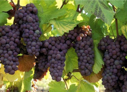 Виноградари и садоводы получат поддержку  свыше 50 млн рублей