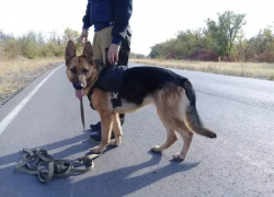 Служебная собака помогла поймать вора - «путешественника» с тачкой наживы в Ростовской области