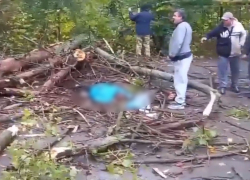 В Ростовской области женщину убило упавшим деревом