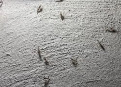 На Таганрог обрушилось нашествие гигантских зеленых комаров