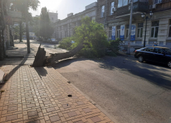 Рухнувшее дерево повредило два автомобиля в Ростове