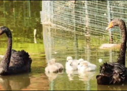 В Ростовском зоопарке вылупились семь черных лебедей